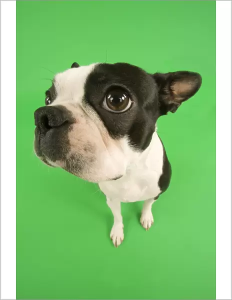 Dog - Basset Hound in studio with green background