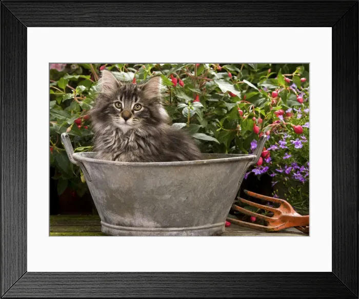 Framed Print : Norwegian Forest Cat - in metal planter with flowers Framed Print : Norwegian Forest Cat - in metal planter with flowers