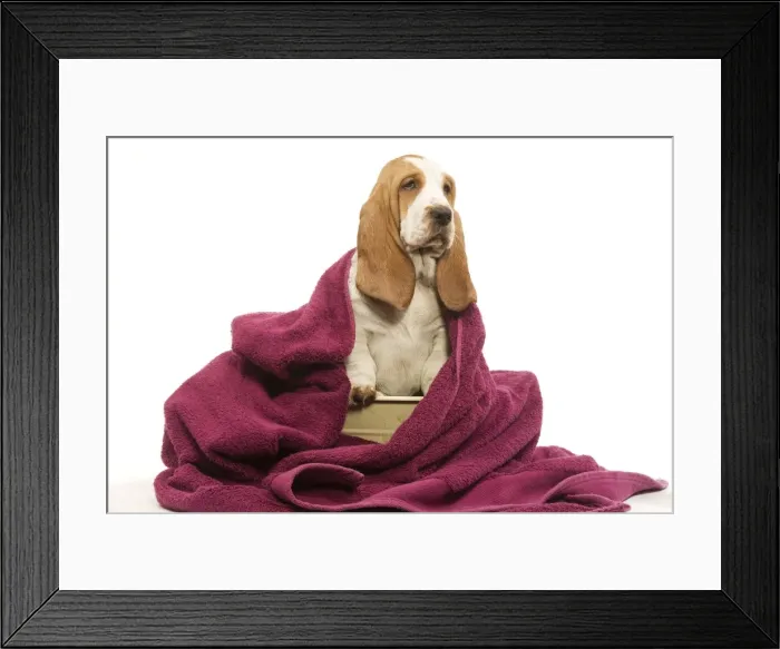 Framed Print : Dog - Basset Hound wrapped in pink towel Framed Print : Dog - Basset Hound wrapped in pink towel