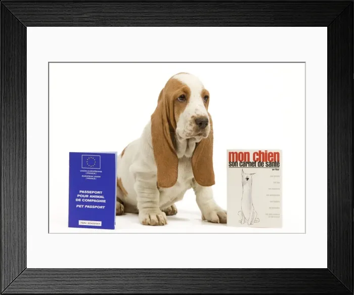 Framed Print : Dog - Basset Hound - in studio with pet passport and vaccination record Framed Print : Dog - Basset Hound - in studio with pet passport and vaccination record