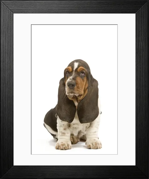 Framed Print : Dog - Basset Hound - in studio