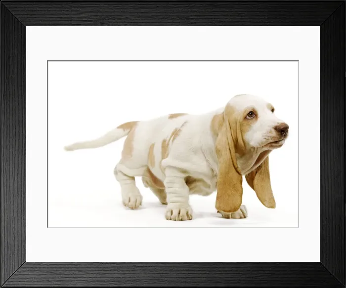 Framed Print : Dog - Basset Hound - in studio Framed Print : Dog - Basset Hound - in studio