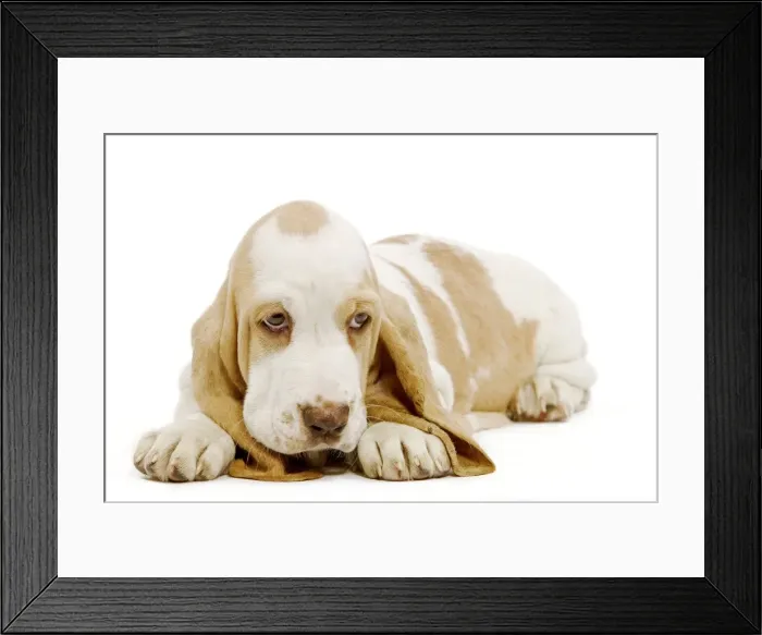 Framed Print : Dog - Basset Hound - in studio Framed Print : Dog - Basset Hound - in studio