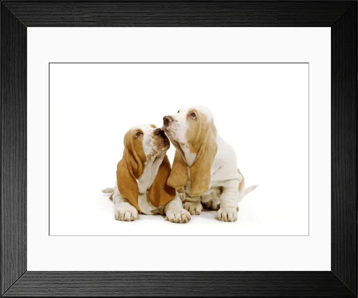 Framed Print : Dog - Basset Hound - two in studio Framed Print : Dog - Basset Hound - two in studio