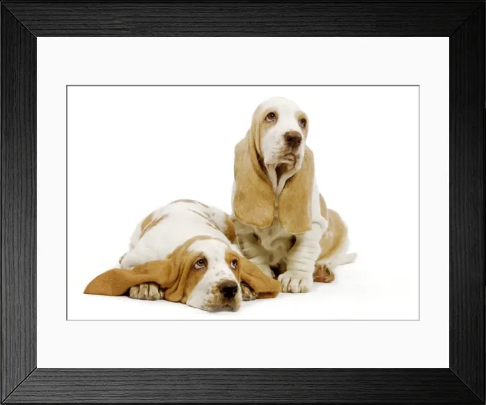 Framed Print : Dog - Basset Hound - two in studio Framed Print : Dog - Basset Hound - two in studio