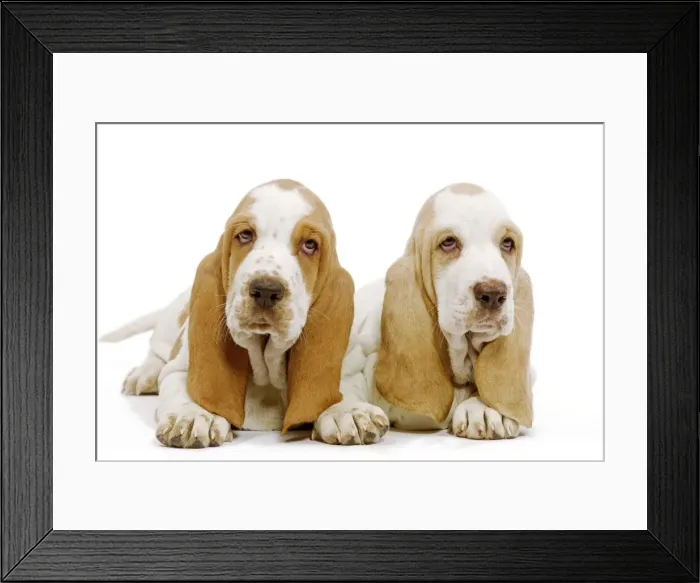 Framed Print : Dog - Basset Hound - two in studio Framed Print : Dog - Basset Hound - two in studio