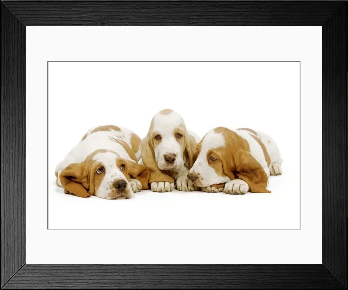 Framed Print : Dog - Basset Hound - three in studio Framed Print : Dog - Basset Hound - three in studio