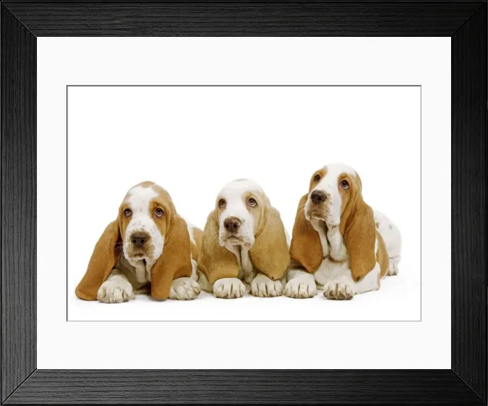 Framed Print : Dog - Basset Hound - three in studio Framed Print : Dog - Basset Hound - three in studio