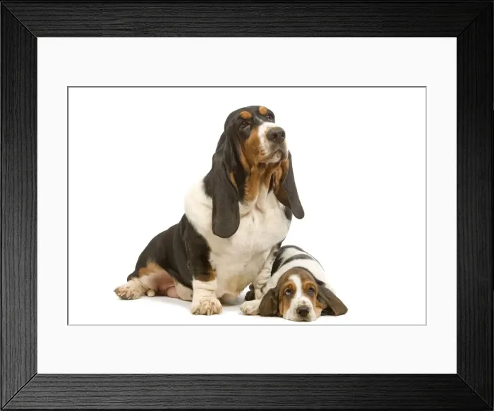 Framed Print : Dog - Basset Hound - two in studio Framed Print : Dog - Basset Hound - two in studio