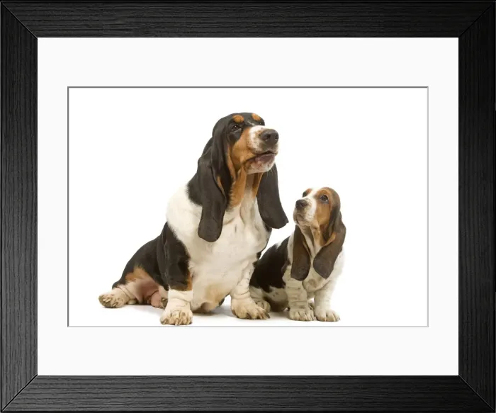 Framed Print : Dog - Basset Hound - adult & puppy in studio Framed Print : Dog - Basset Hound - adult & puppy in studio