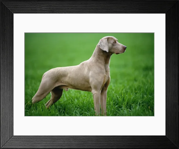 Framed Print : Weimaraner Dog Framed Print : Weimaraner Dog