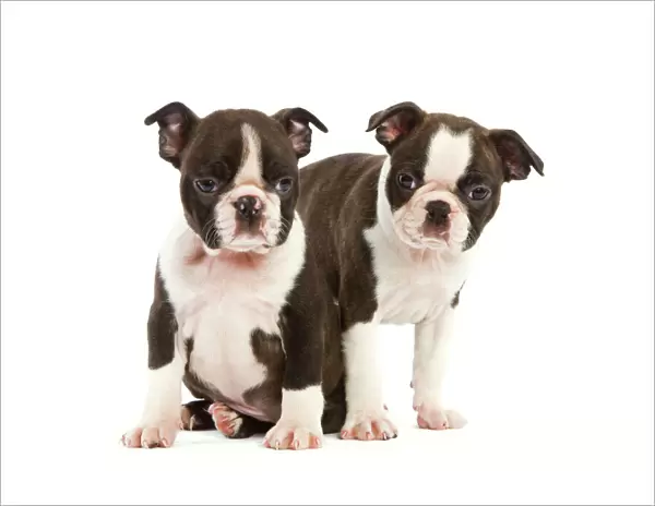 Dog - Two Boston Terrier puppies in studio