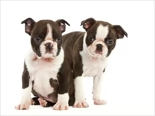 Dog - Two Boston Terrier puppies in studio