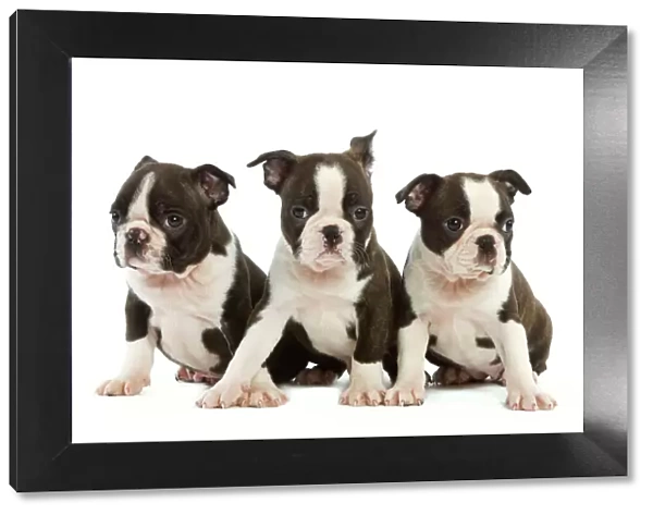 Dog - Three Boston Terrier puppies in studio