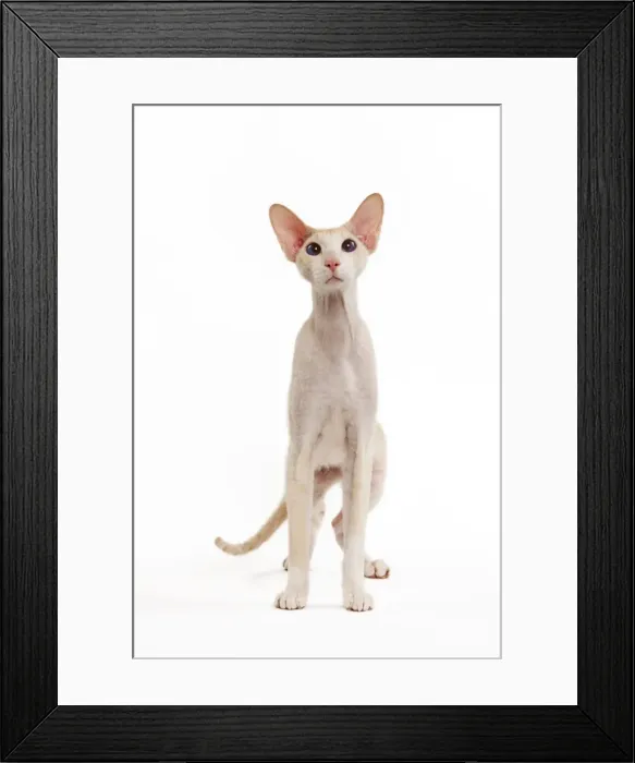 Framed Print : Cat - Peterbald breed in studio Framed Print : Cat - Peterbald breed in studio
