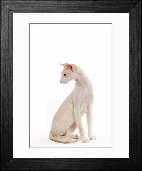 Framed Print : Cat - Peterbald breed in studio Framed Print : Cat - Peterbald breed in studio