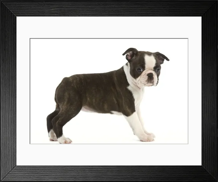 Framed Print : Dog - Boston Terrier puppy in studio Framed Print : Dog - Boston Terrier puppy in studio