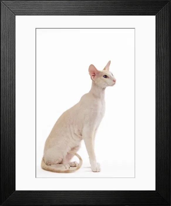 Framed Print : Cat - Peterbald breed in studio Framed Print : Cat - Peterbald breed in studio
