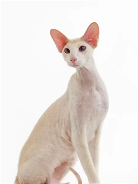 Cat - Peterbald breed in studio