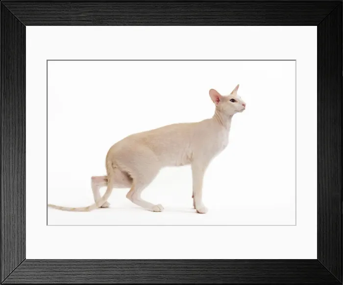 Framed Print : Cat - Peterbald breed in studio Framed Print : Cat - Peterbald breed in studio