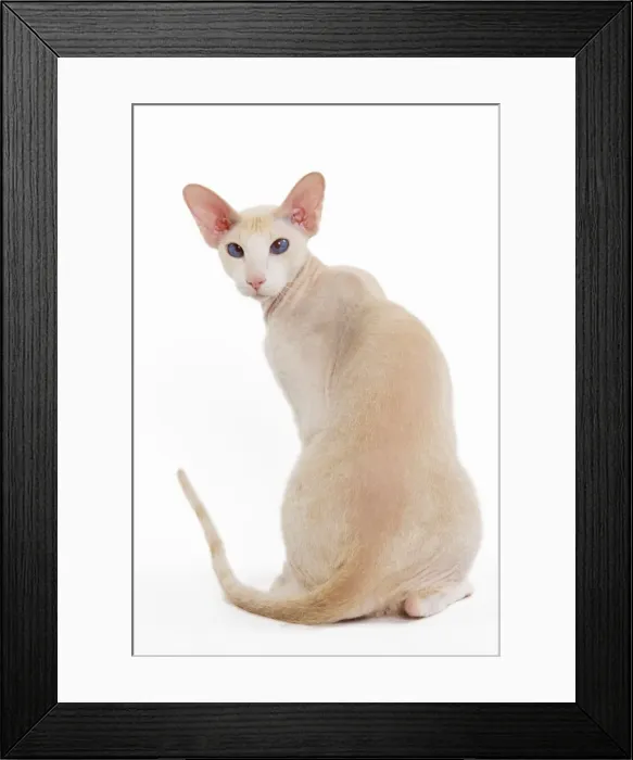 Framed Print : Cat - Peterbald breed in studio Framed Print : Cat - Peterbald breed in studio