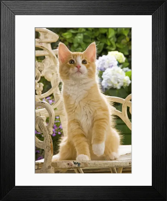 Framed Print : Norweigan Forest Cat - sitting on chair