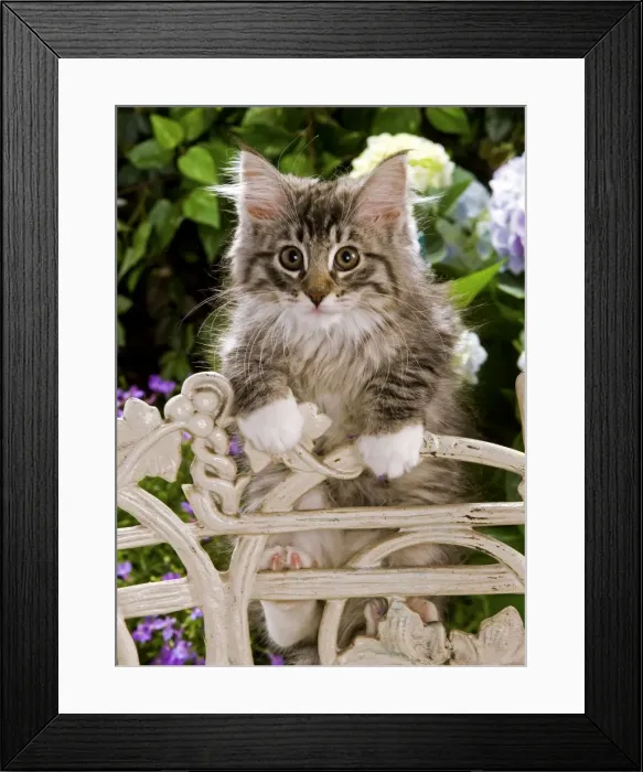 Framed Print : Norweigan Forest Cat - kittens climbing on chair Framed Print : Norweigan Forest Cat - kittens climbing on chair