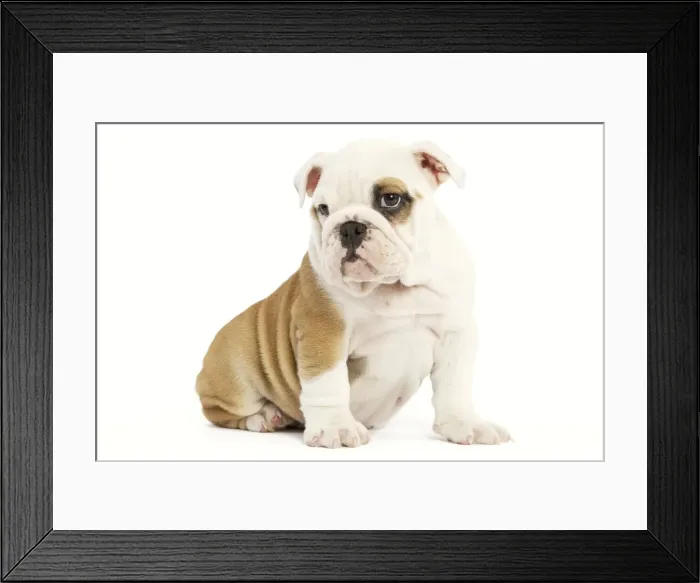 Framed Print : Dog - English Bulldog - puppy in studio Framed Print : Dog - English Bulldog - puppy in studio