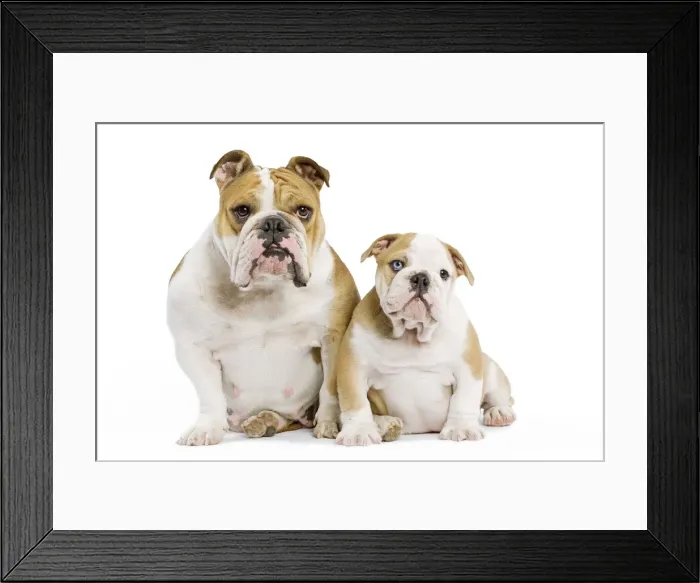 Framed Print : Dog - English Bulldog - adult and puppy in studio Framed Print : Dog - English Bulldog - adult and puppy in studio