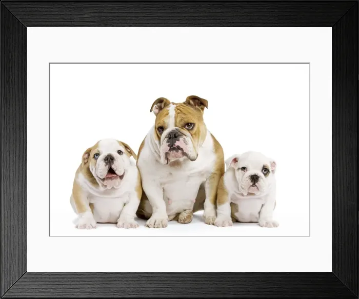 Framed Print : Dog - English Bulldog - adult and puppies in studio Framed Print : Dog - English Bulldog - adult and puppies in studio