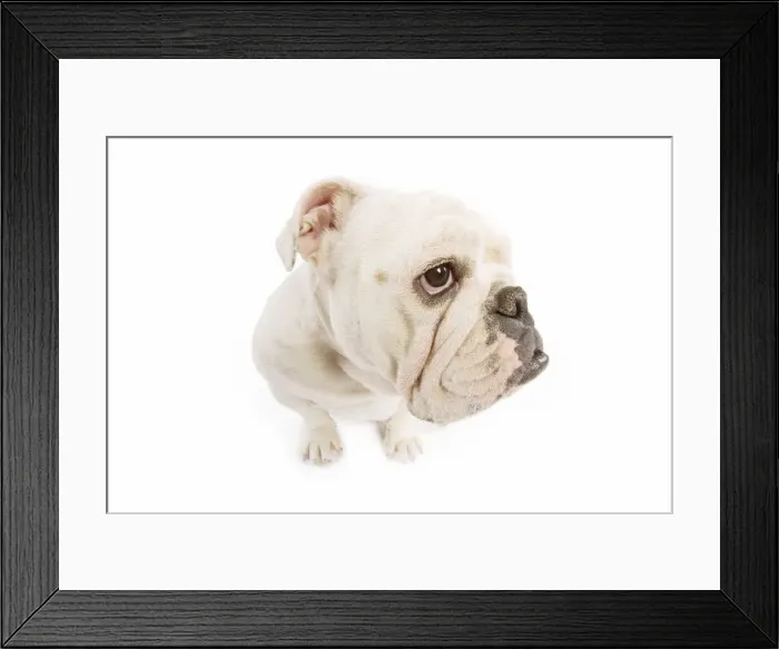 Framed Print : Dog - English Bulldog - adult in studio - fish-eye lense Framed Print : Dog - English Bulldog - adult in studio - fish-eye lense