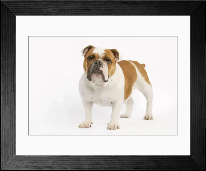 Framed Print : Dog - English Bulldog - adult in studio