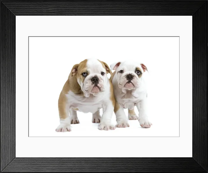 Framed Print : English Bulldogs - in studio Framed Print : English Bulldogs - in studio