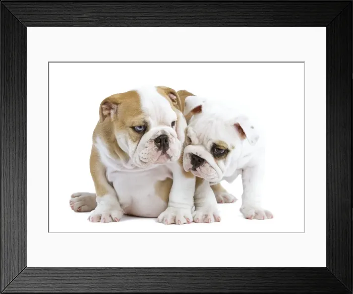 Framed Print : Dog - English Bulldogs - in studio Framed Print : Dog - English Bulldogs - in studio