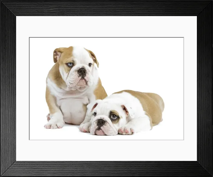 Framed Print : Dog - English Bulldogs - in studio Framed Print : Dog - English Bulldogs - in studio