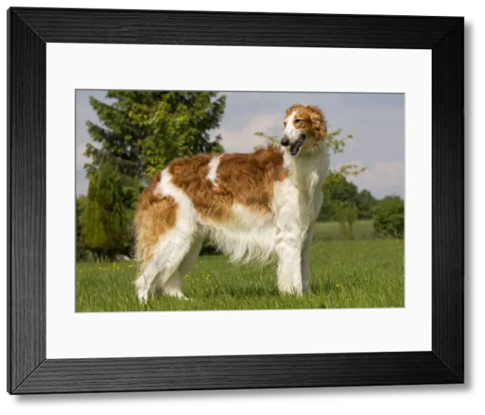 Framed Print : Dog - Borzoi / Russian Wolfhound Framed Print : Dog - Borzoi / Russian Wolfhound