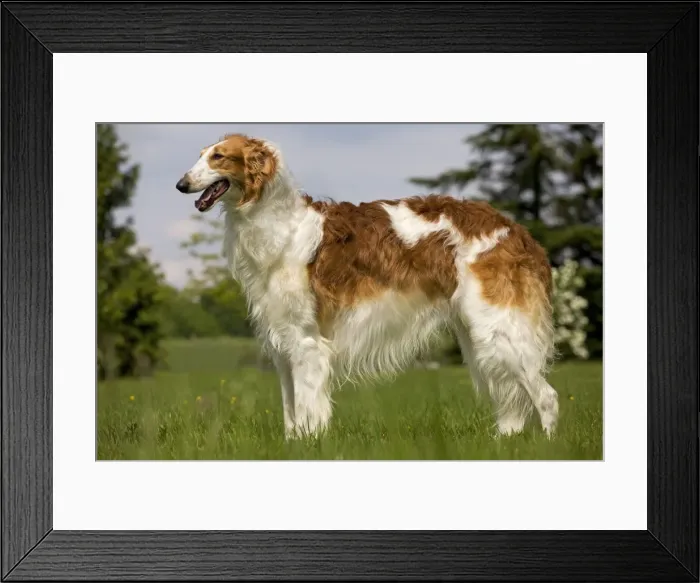 Framed Print : Dog - Borzoi / Russian Wolfhound Framed Print : Dog - Borzoi / Russian Wolfhound