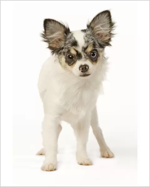 Dog - Chihuahua in studio