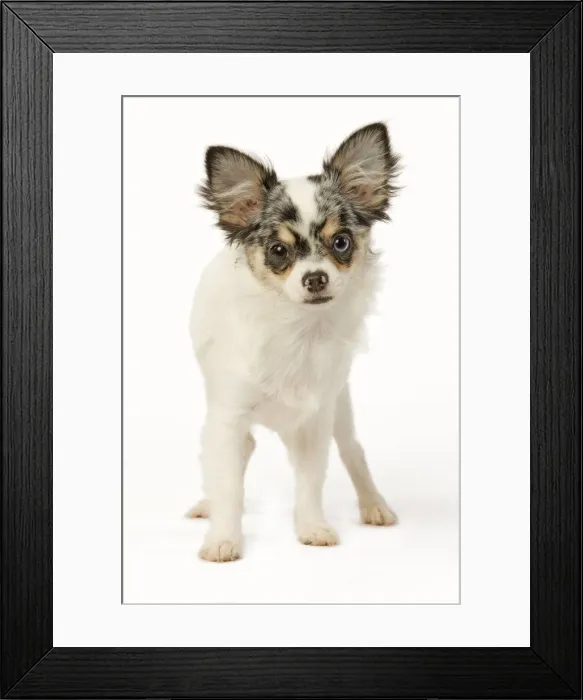 Framed Print : Dog - Chihuahua in studio Framed Print : Dog - Chihuahua in studio