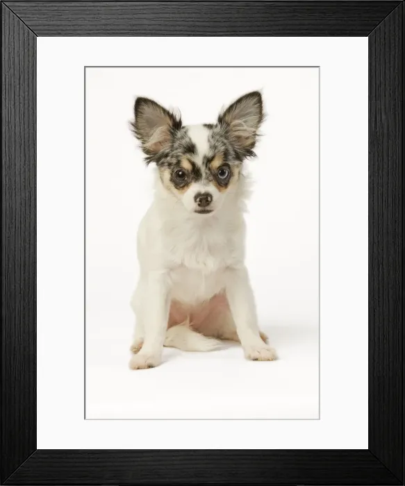 Framed Print : Dog - Chihuahua in studio Framed Print : Dog - Chihuahua in studio