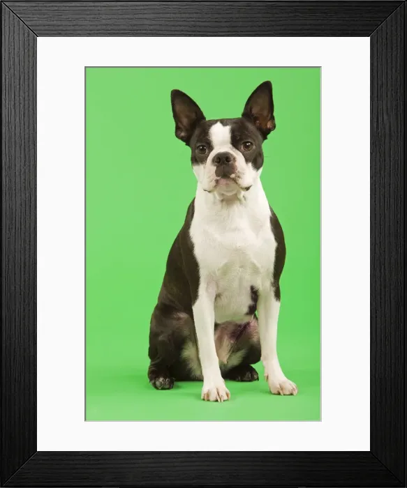 Framed Print : Dog - Boston Terrier in studio with green background Framed Print : Dog - Boston Terrier in studio with green background