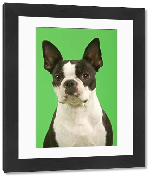 Dog - Boston Terrier in studio with green background