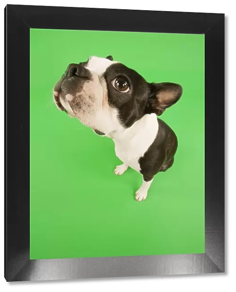 Dog - Boston Terrier in studio with green background, fish-eye lense