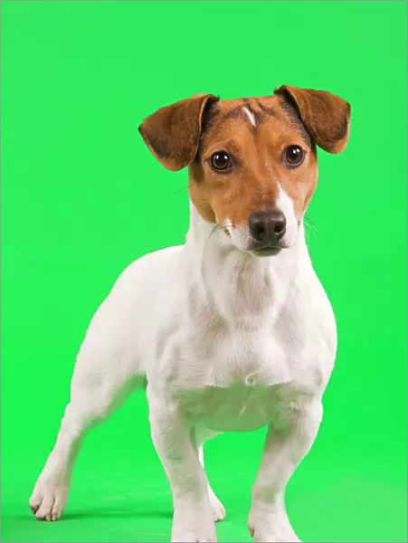 Dog - Jack Russell Terrier in studio with green background