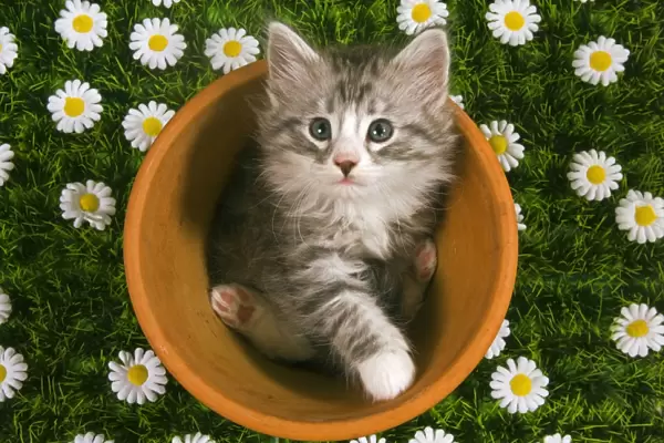Cat - Norwegian forest kitten in flowerpot with flowers
