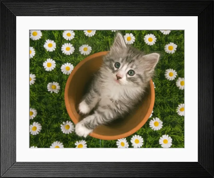 Framed Print : Cat - Norwegian forest kitten in flowerpot with flowers Framed Print : Cat - Norwegian forest kitten in flowerpot with flowers