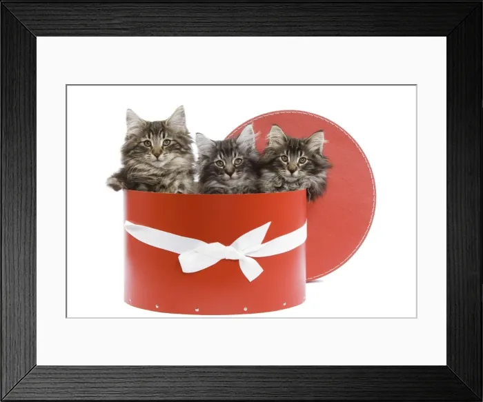 Framed Print : Cat - Norwegian forest kittens sitting inside red hat box Framed Print : Cat - Norwegian forest kittens sitting inside red hat box