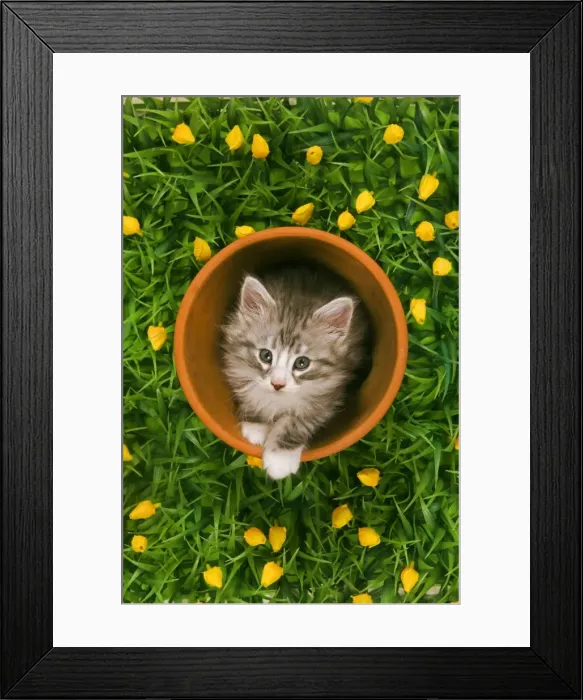 Framed Print : Cat - Norwegian forest kitten in flowerpot with flowers Framed Print : Cat - Norwegian forest kitten in flowerpot with flowers