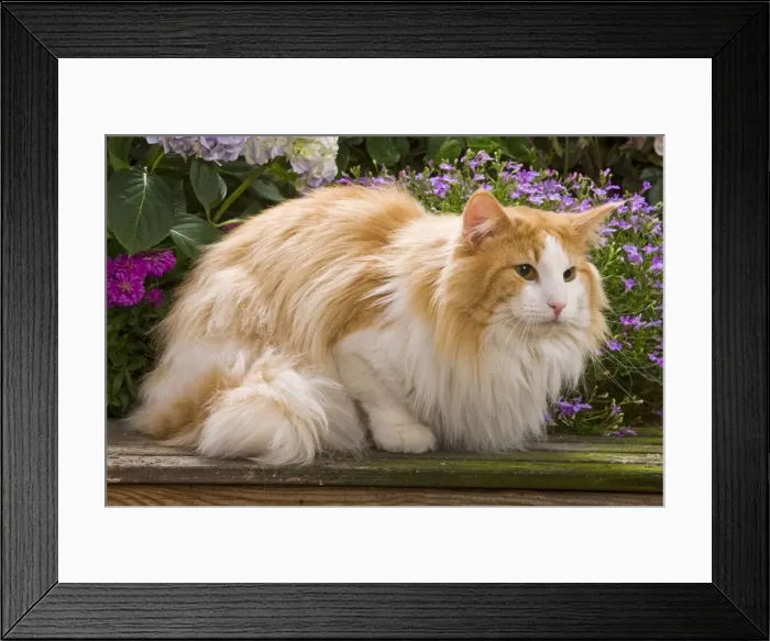 Framed Print : Cat - Norwegian forest lying by flowers Framed Print : Cat - Norwegian forest lying by flowers