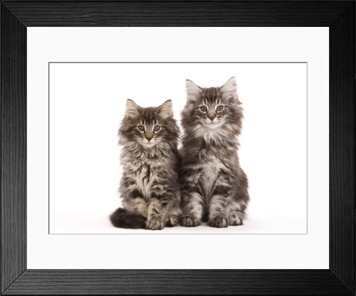 Framed Print : Cat - two Norwegian forest kittens Framed Print : Cat - two Norwegian forest kittens